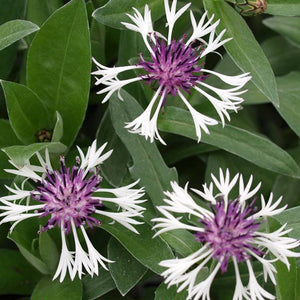 30 x Centaurea Montana 'Amethyst in the Snow' Mountain Cornflower hardy perennial seeds