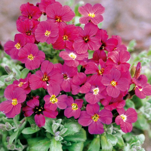 3 x Aubretia Deltoidea 'Royal Red' hardy perennial bare root XL plugs