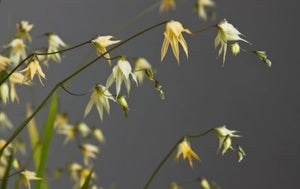 RARE 10 x 'Fairy Bells' Melasphaerula Ramosa yellow flowering houseplant seeds