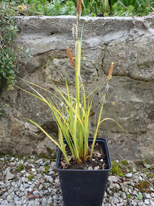 Carex Elata 'Aurea' (Bowles's golden sedge) established bare root bog pond plant