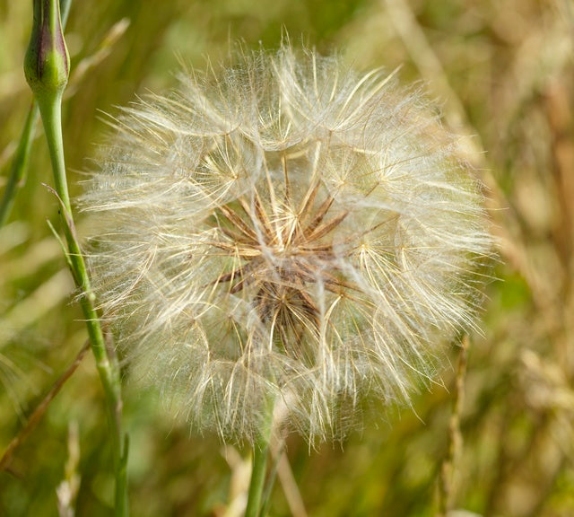 20 x Wild Meadow Salsify 'Goat's Beard' (Tragopogon pratensis) hardy Native edible yellow wildflower seed