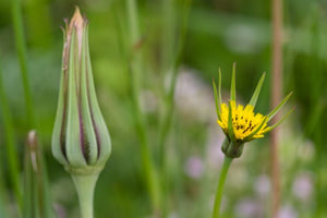 20 x Wild Meadow Salsify 'Goat's Beard' (Tragopogon pratensis) hardy Native edible yellow wildflower seed