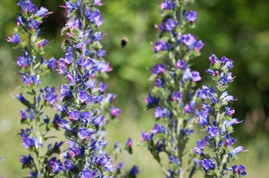 3 x Vipers Bugloss (Echium Vulgare) established bare root native plug plants