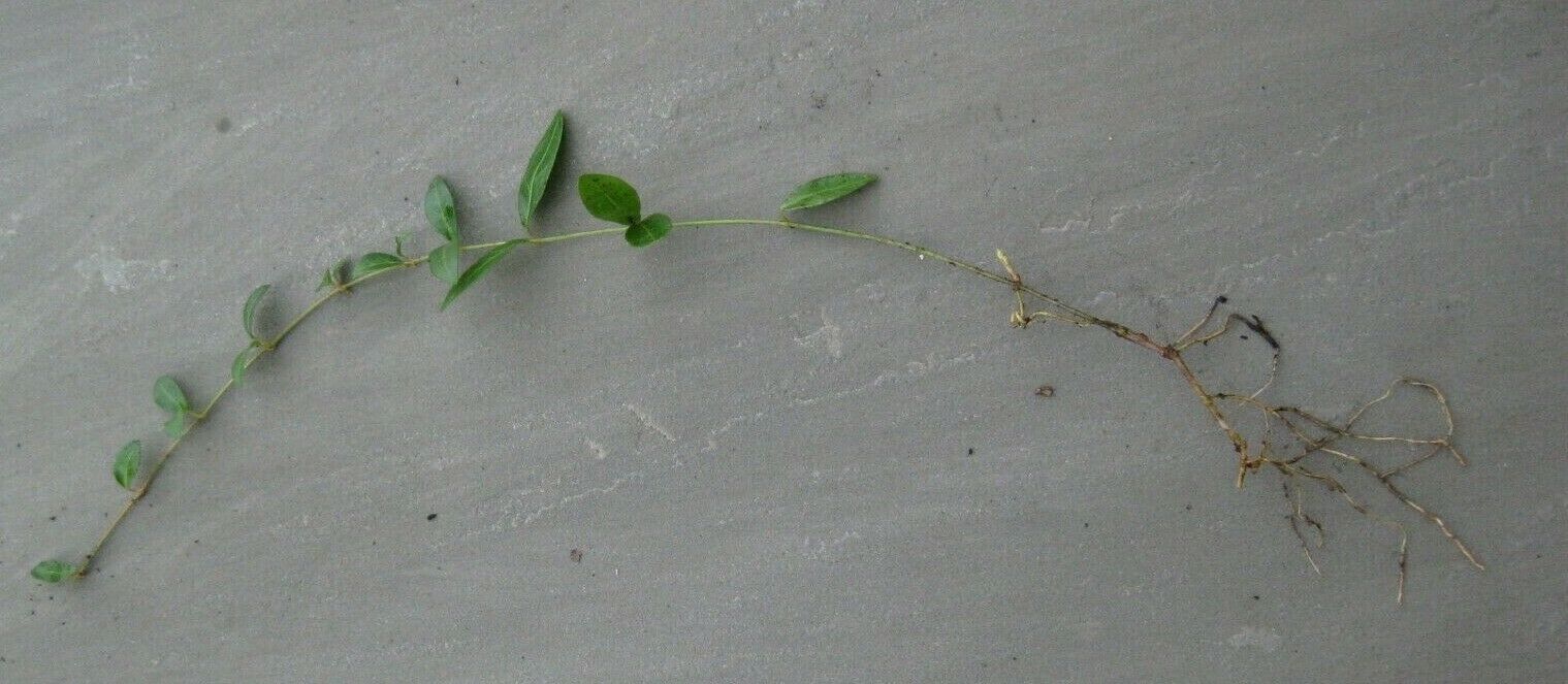 10 x Vinca Minor Bowles Variety blue Periwinkle bare root offsets