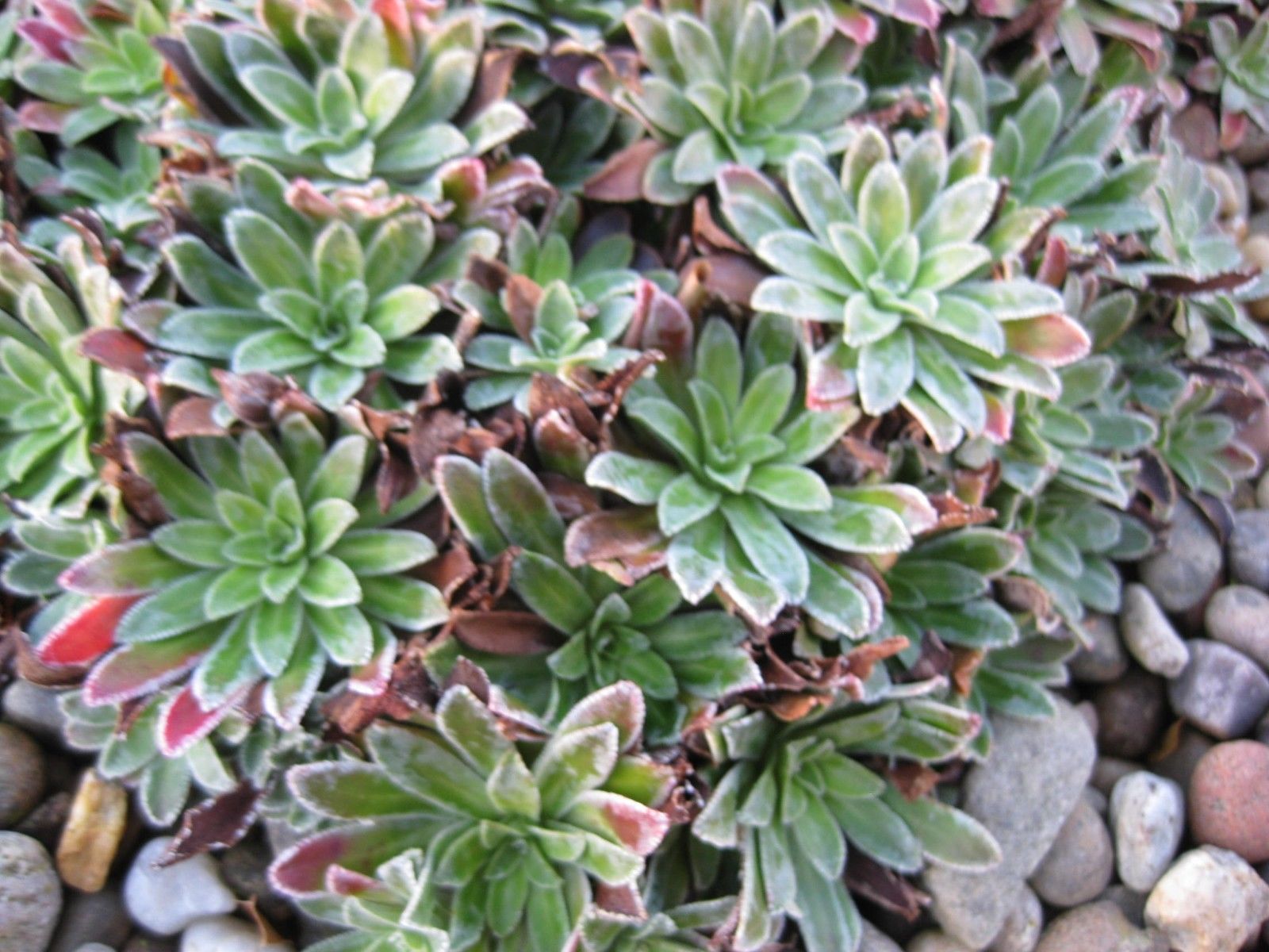 8 x Assorted Variety Succulent Sedum plants, terrariums & fairy gardens