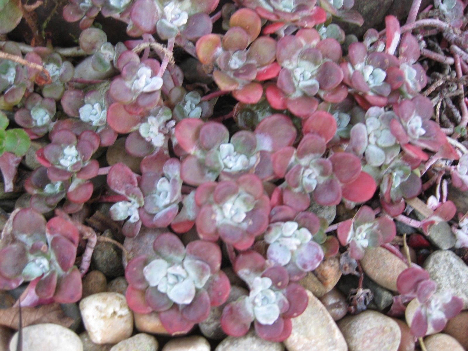 8 x Assorted Variety Succulent Sedum plants, terrariums & fairy gardens