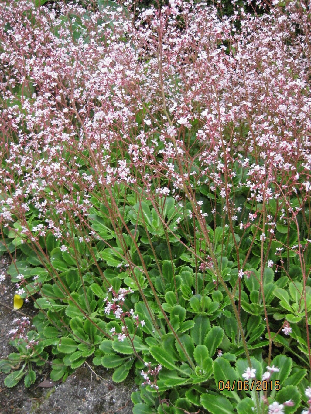 6 x London Pride (Saxifraga Urbium) Hardy perennial bare root offsets