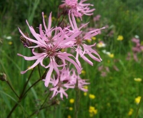 2 x British Native Wildflower Ragged Robin 'Lychnis Flos-Cuculi' bare root plants