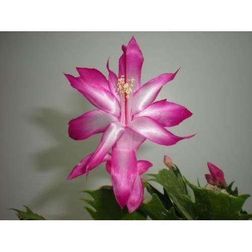 3 x Pink & White Christmas Cactus (Schlumbergera Truncata) epiphytes cuttings