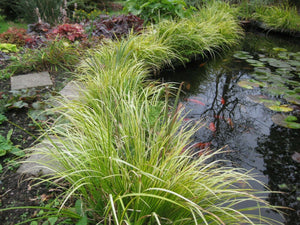 5 x Acorus Gramineus 'Ogon' Golden variegated bare root pond marginal plants