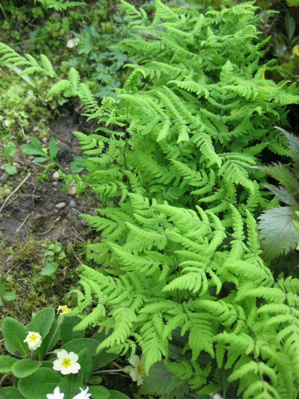 Delicate Oak Fern (Gymnocarpium Woodsiaceae) unusual ground covering