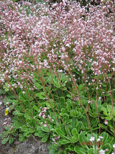 6 x London Pride (Saxifraga Urbium) Hardy perennial bare root offsets