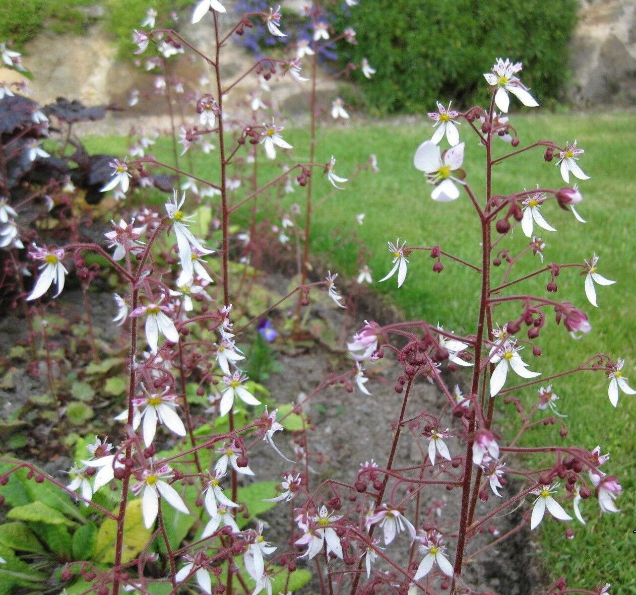 3 x Slinky Saxifraga Stolonifera 'Kinki Purple' Hardy Perennial bare root plants