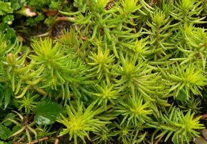 8 x Sedum reflexum 'Aureum' bare root offsets