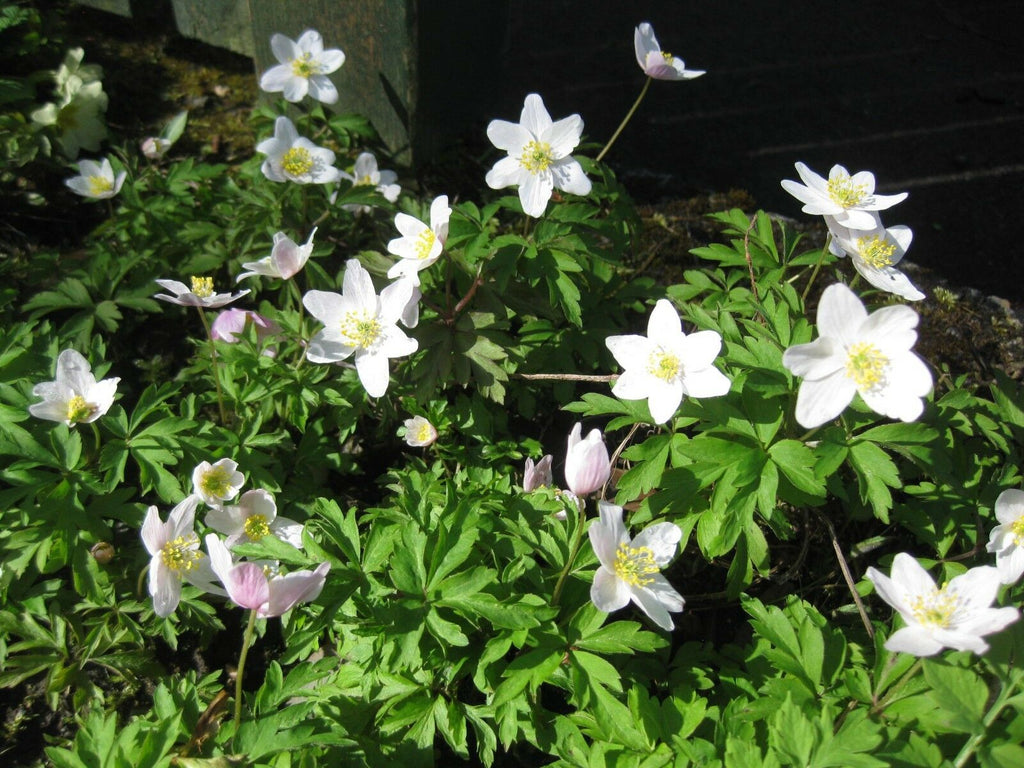 10 x Wild Wood Anemone Nemorosa rhizomes, UK Native