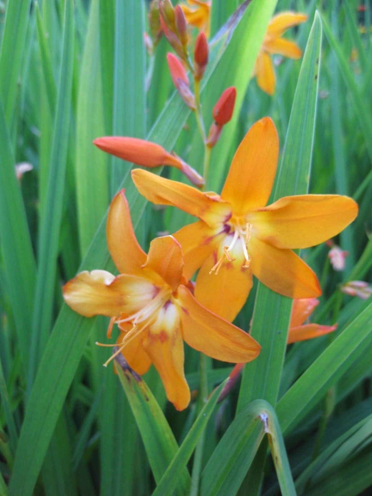 6 x Orange Crocosmia 'Star of the East' perennial Montbretia bulbs