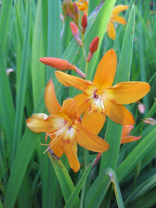 6 x Orange Crocosmia 'Star of the East' perennial Montbretia bulbs