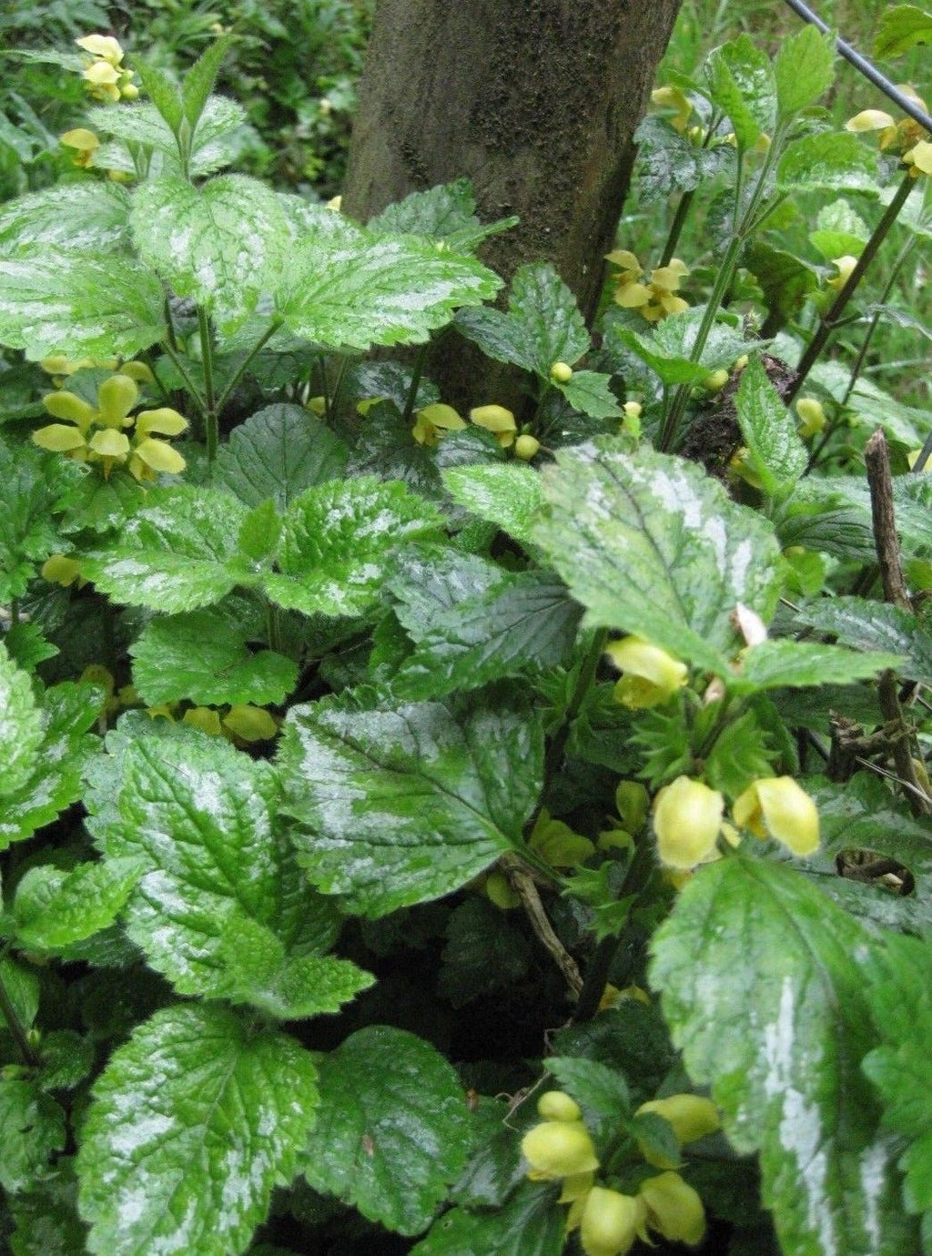 3 x Golden Dead Nettle (Lamium galeobdolonin) bare root plants