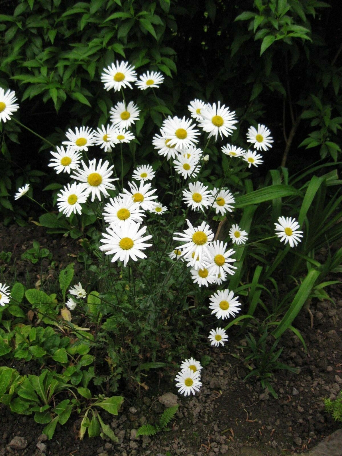 5 x Ox Eye Daisy (Leucanthemum vulgare) bare root perennial plants