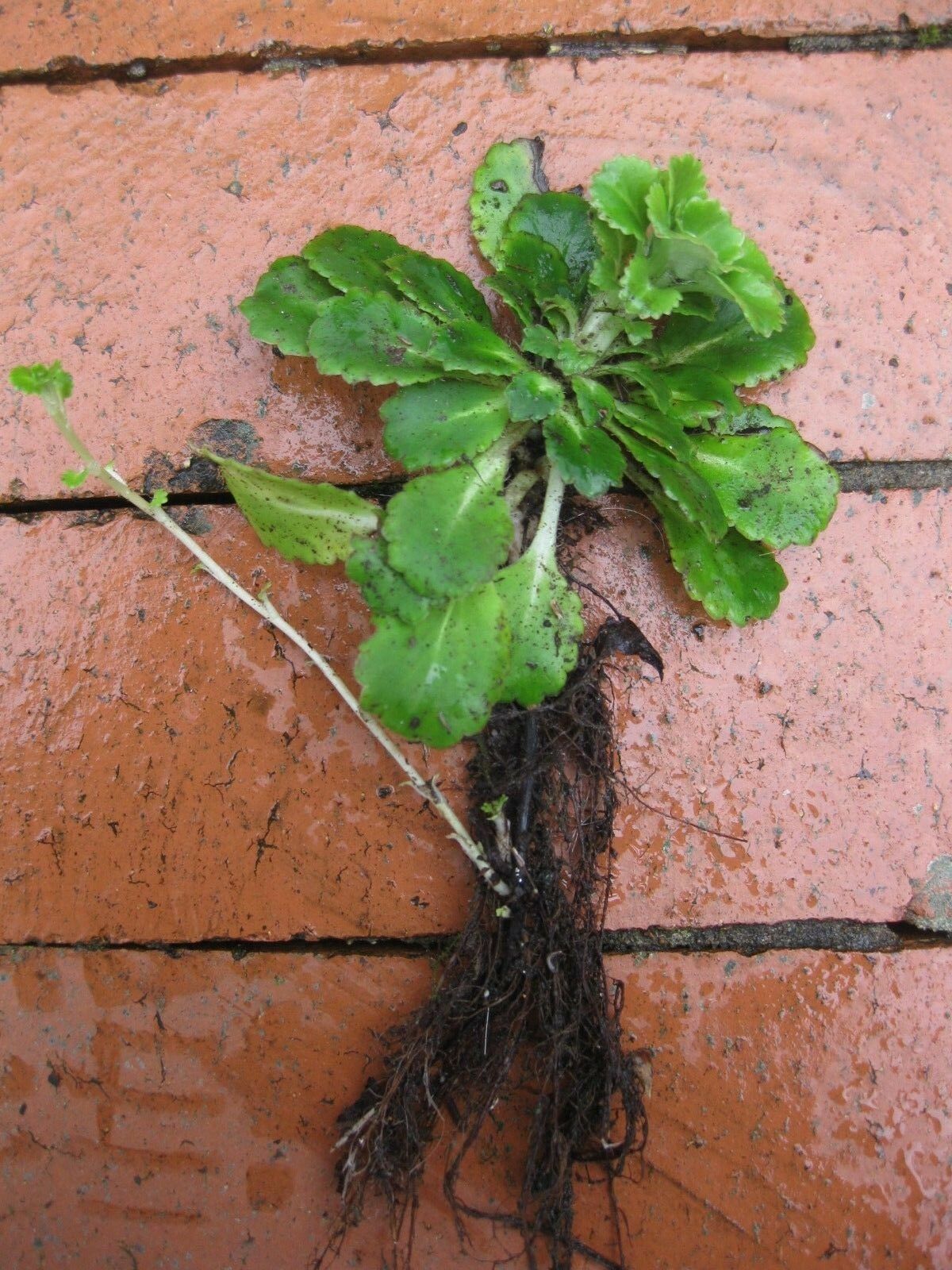 6 x London Pride (Saxifraga Urbium) Hardy perennial bare root offsets