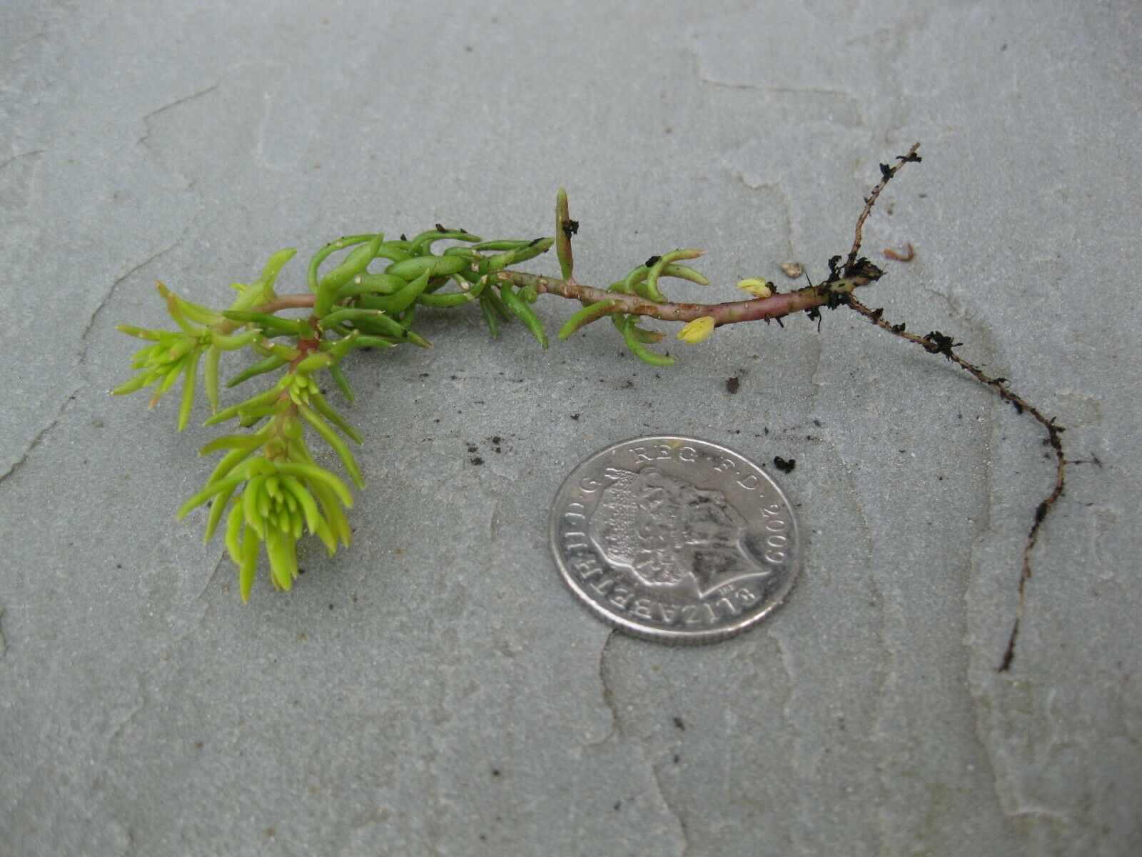 8 x Sedum reflexum 'Aureum' bare root offsets