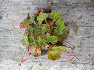 3 x Slinky Saxifraga Stolonifera 'Kinki Purple' Hardy Perennial bare root plants