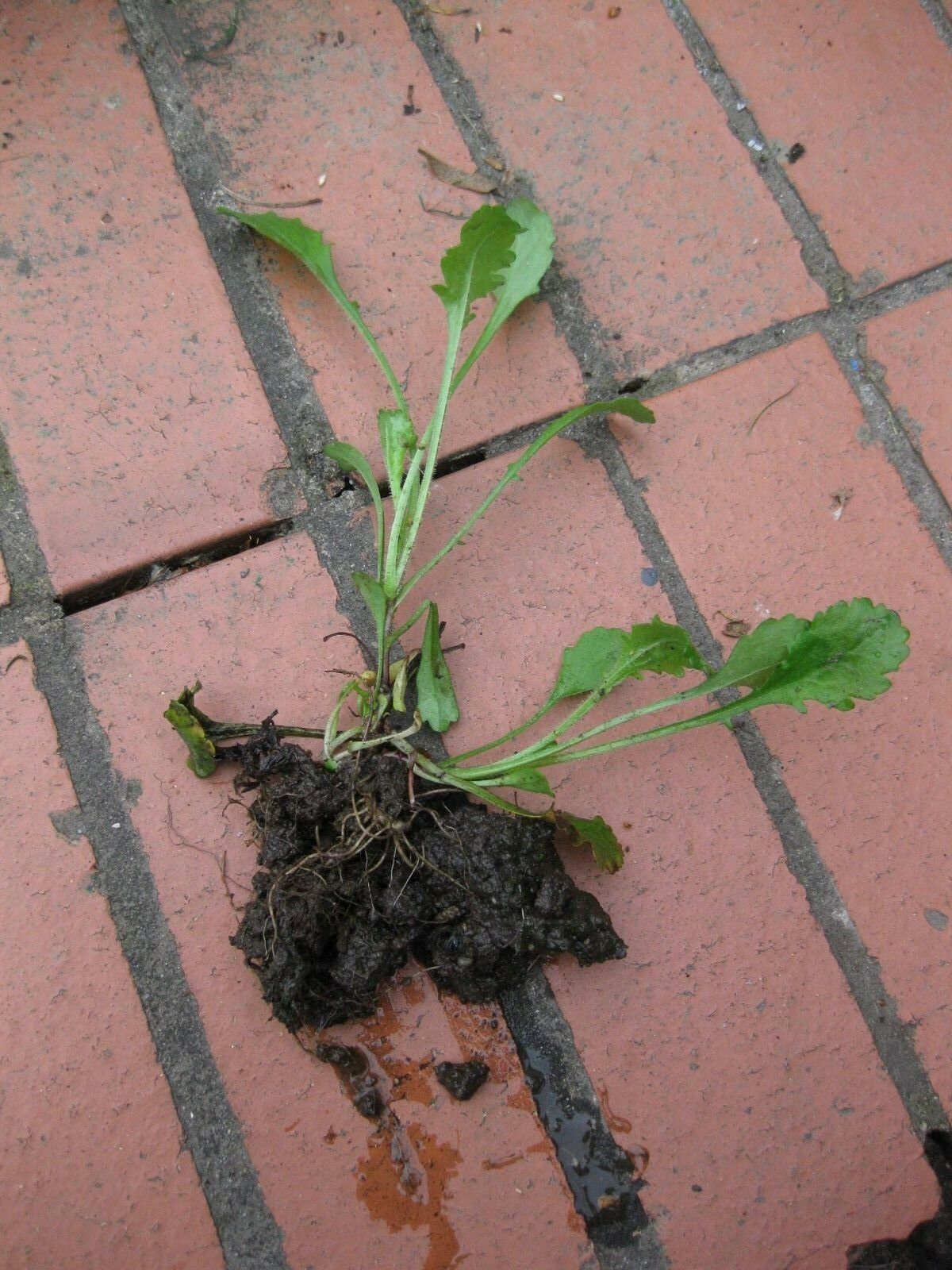 5 x Ox Eye Daisy (Leucanthemum vulgare) bare root perennial plants