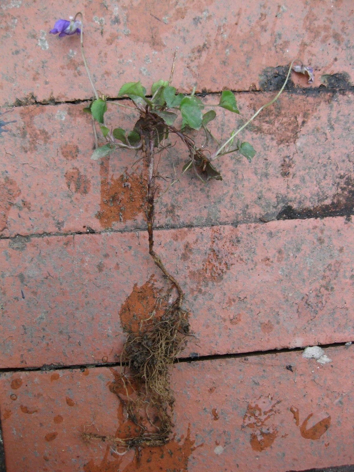 6 x Native Violet (Viola papilionacea) bare root wildflower plants