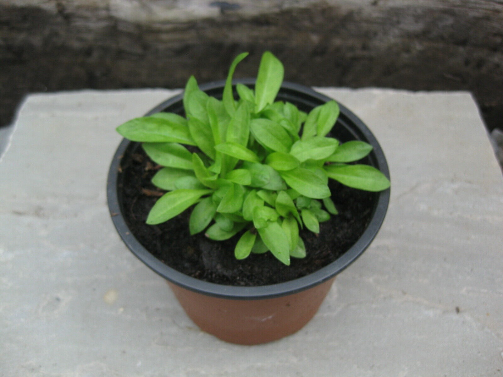 2 x British Native Wildflower Ragged Robin 'Lychnis Flos-Cuculi' bare root plants