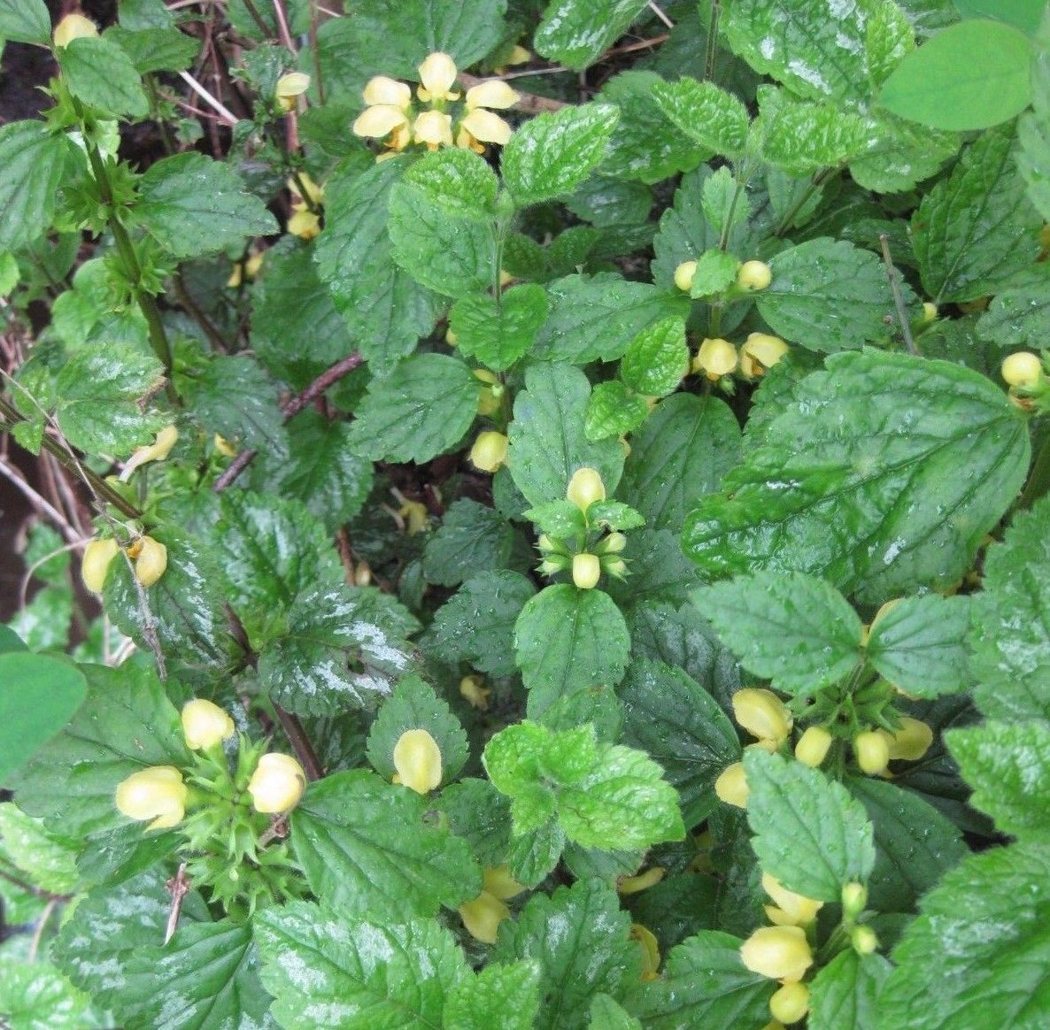 3 x Golden Dead Nettle (Lamium galeobdolonin) bare root plants