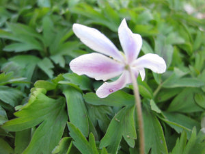 10 x Wild Wood Anemone Nemorosa rhizomes, UK Native