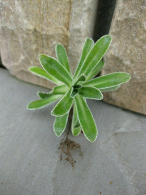 6 x Saxifraga cotyledon 'Pyramidalis' Hardy perennial bare root offsets