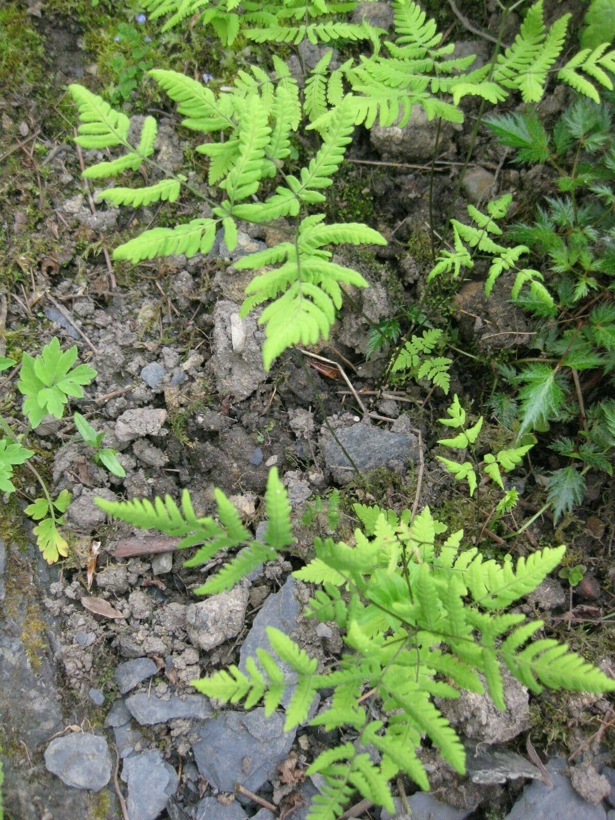 Delicate Oak Fern (Gymnocarpium Woodsiaceae) unusual ground covering