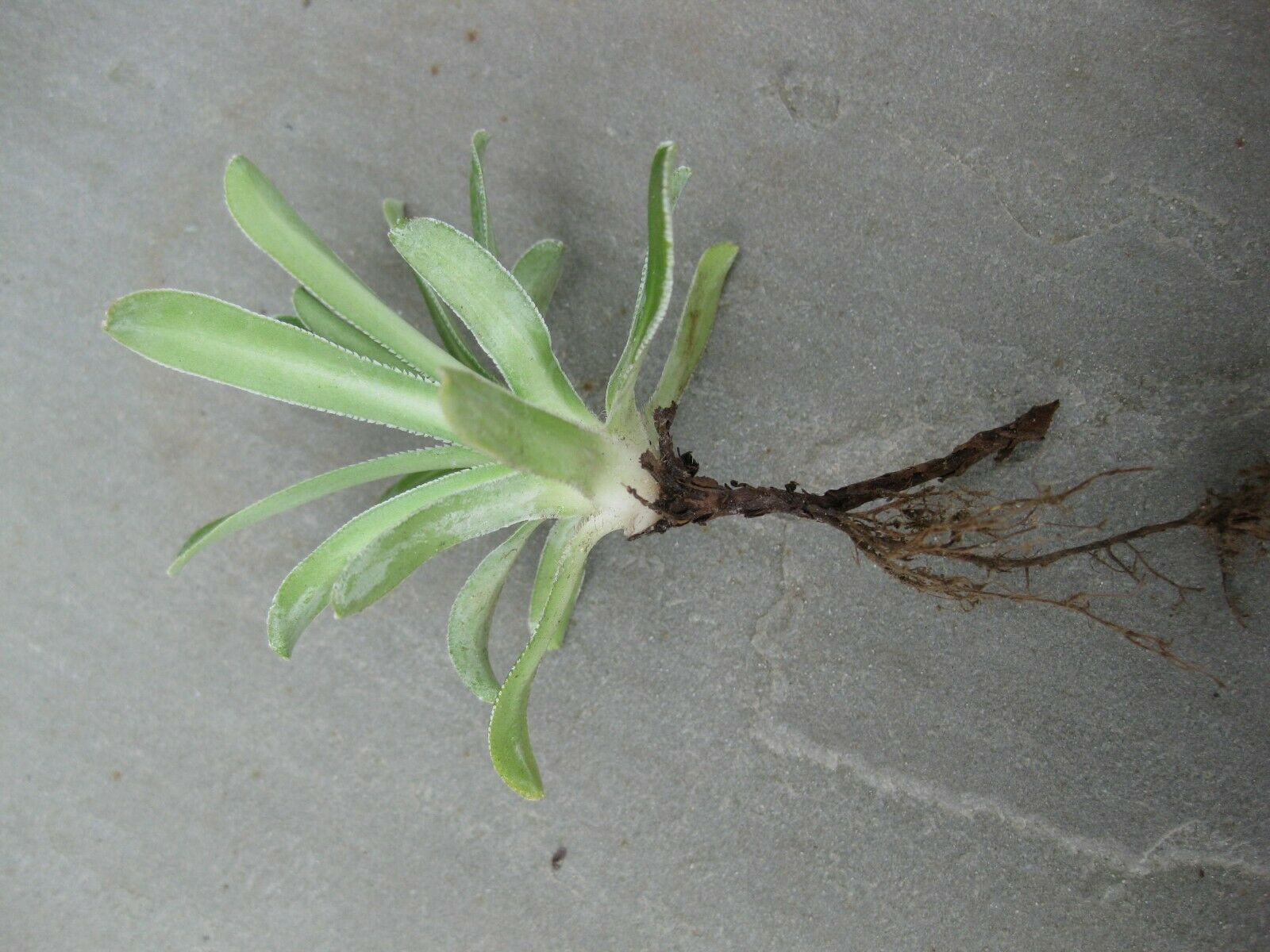 6 x Saxifraga cotyledon 'Pyramidalis' Hardy perennial bare root offsets