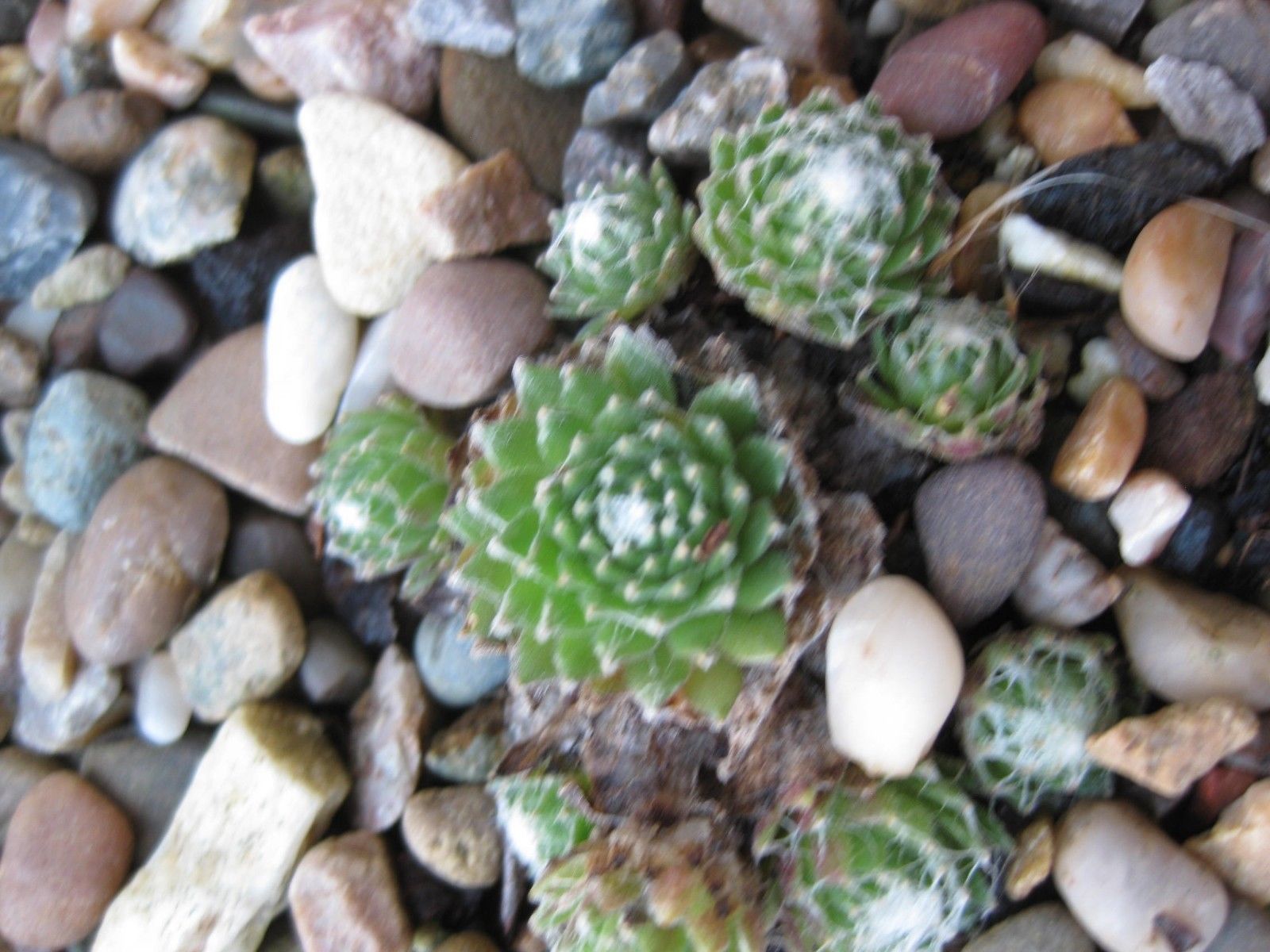 8 x Assorted Variety Succulent Sedum plants, terrariums & fairy gardens