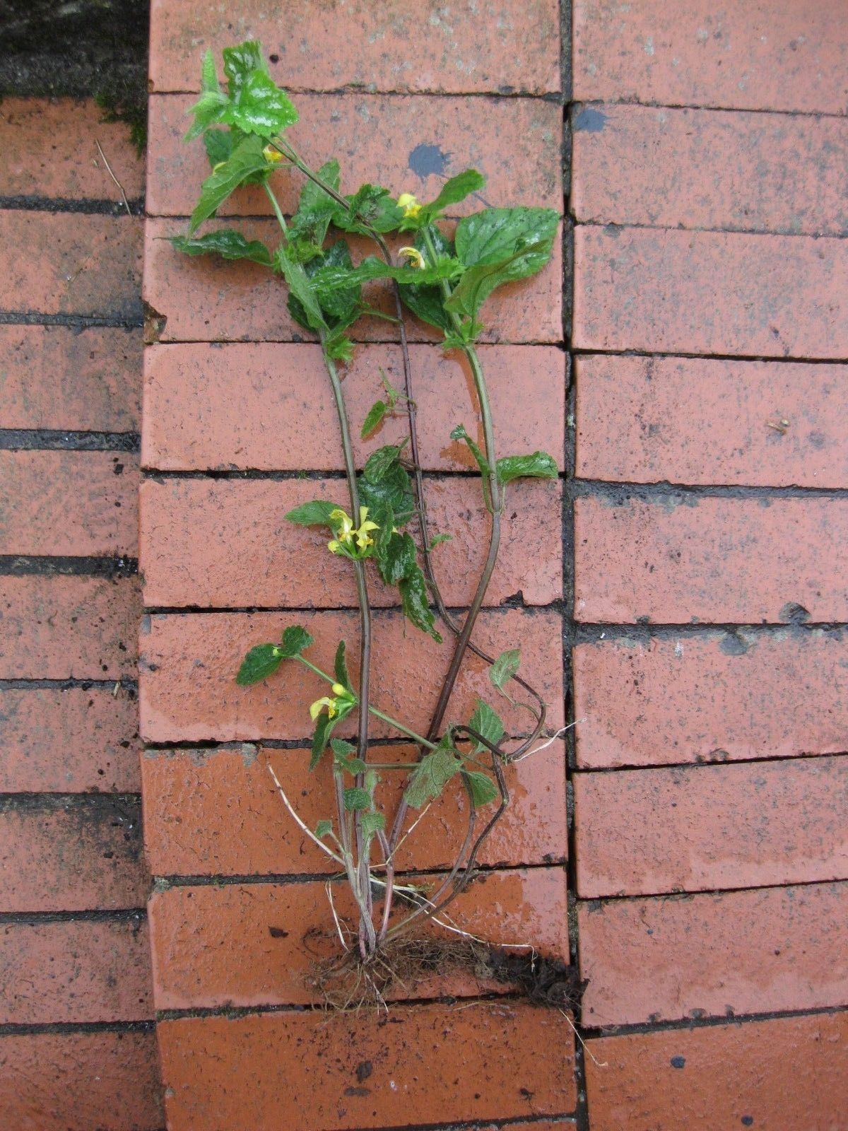 3 x Golden Dead Nettle (Lamium galeobdolonin) bare root plants