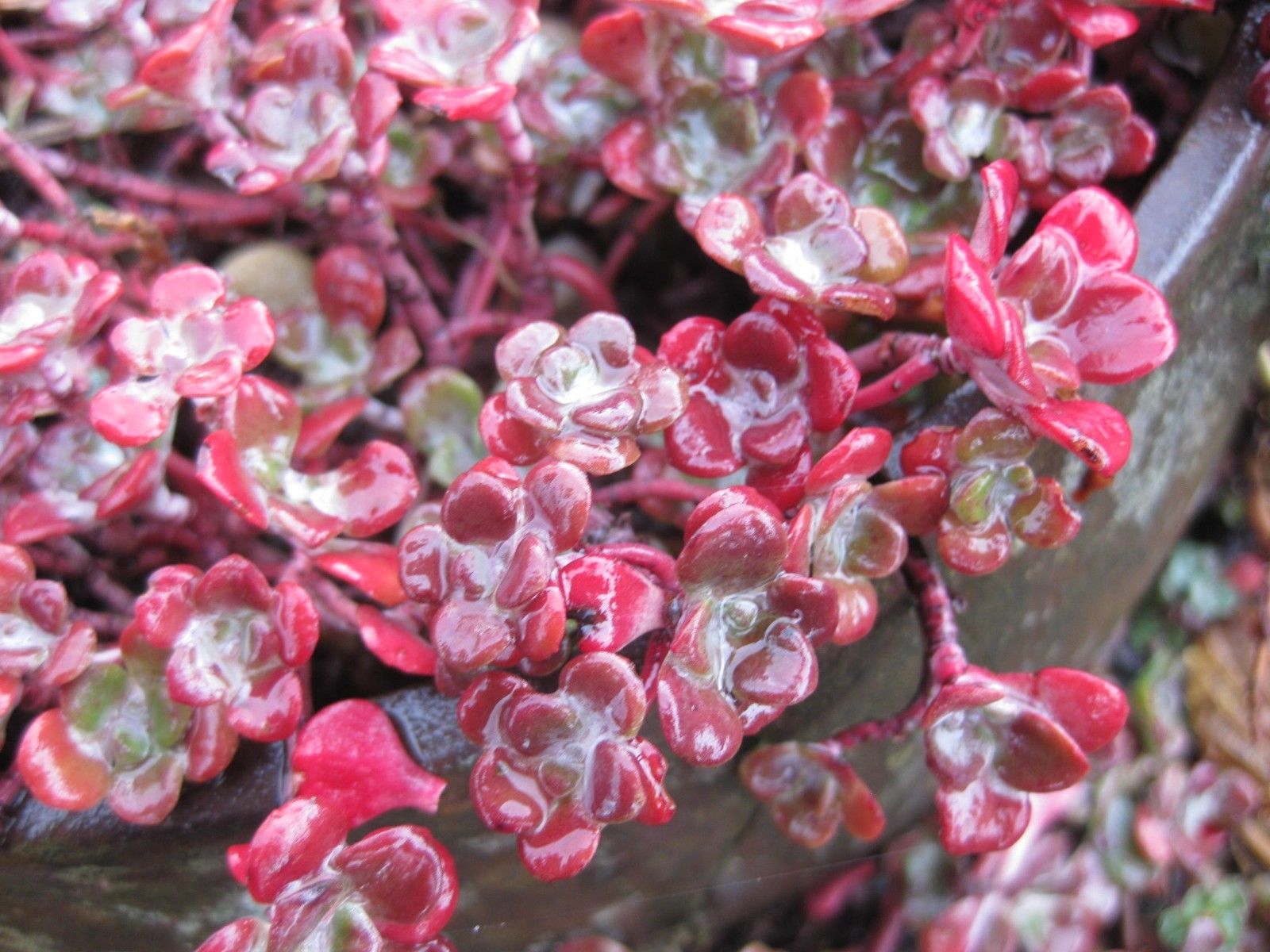 8 x Assorted Variety Succulent Sedum plants, terrariums & fairy gardens