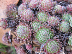 8 x Assorted Variety Succulent Sedum plants, terrariums & fairy gardens