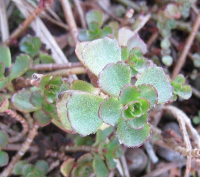 8 x Assorted Variety Succulent Sedum plants, terrariums & fairy gardens