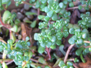 8 x Assorted Variety Succulent Sedum plants, terrariums & fairy gardens