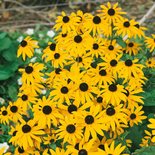 4 x Rudbeckia Fulgida 'Goldsturm' perennial herbaceous bare root plants