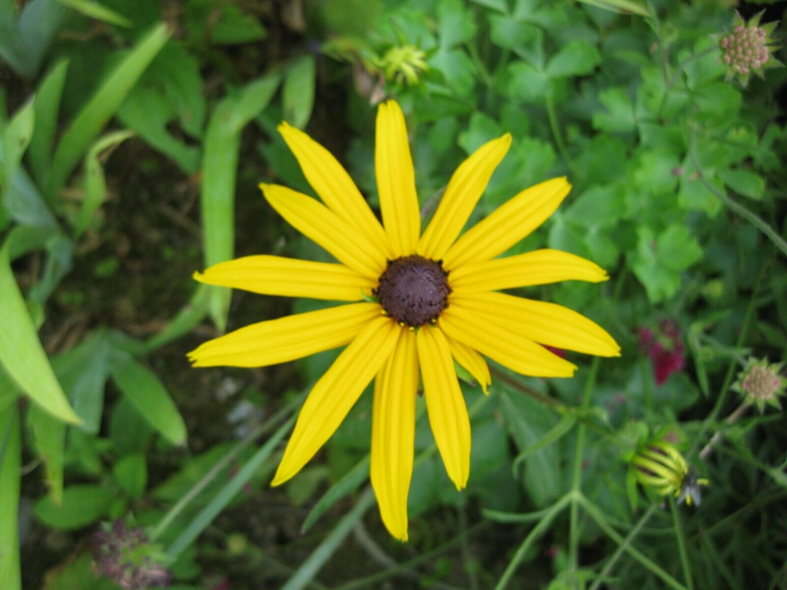 4 x Rudbeckia Fulgida 'Goldsturm' perennial herbaceous bare root plants
