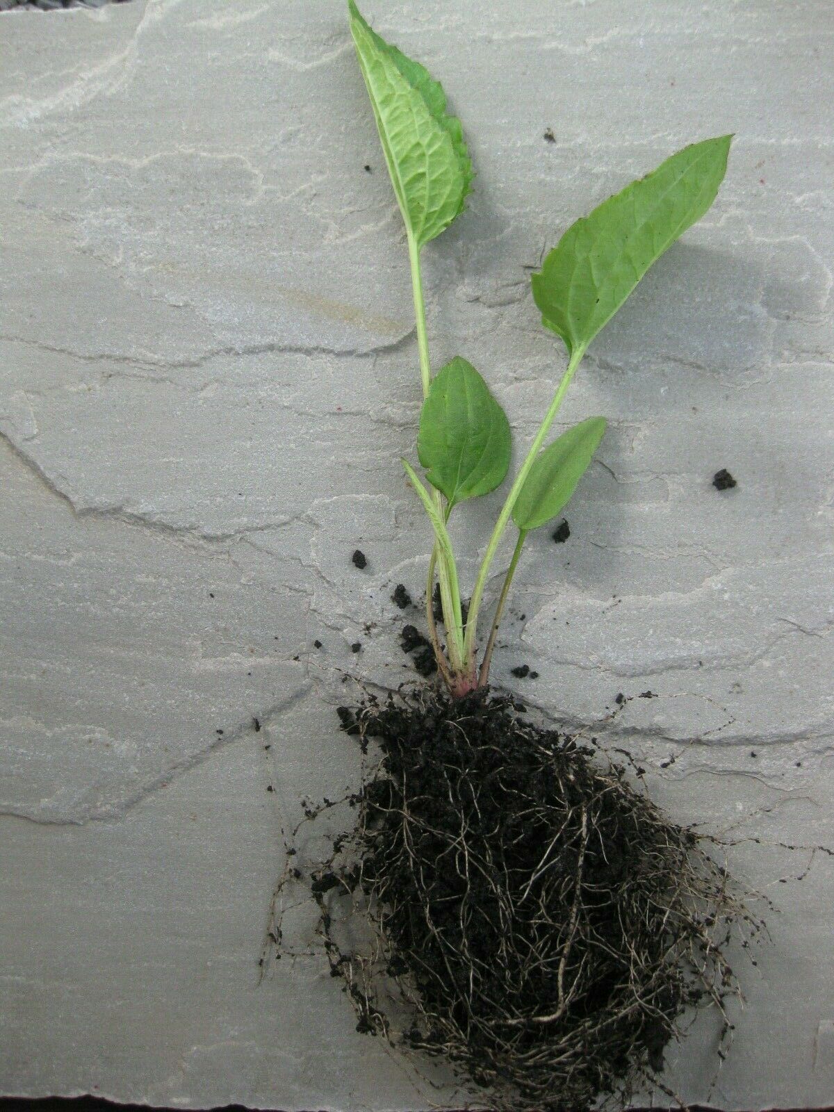 4 x Rudbeckia Fulgida 'Goldsturm' perennial herbaceous bare root plants