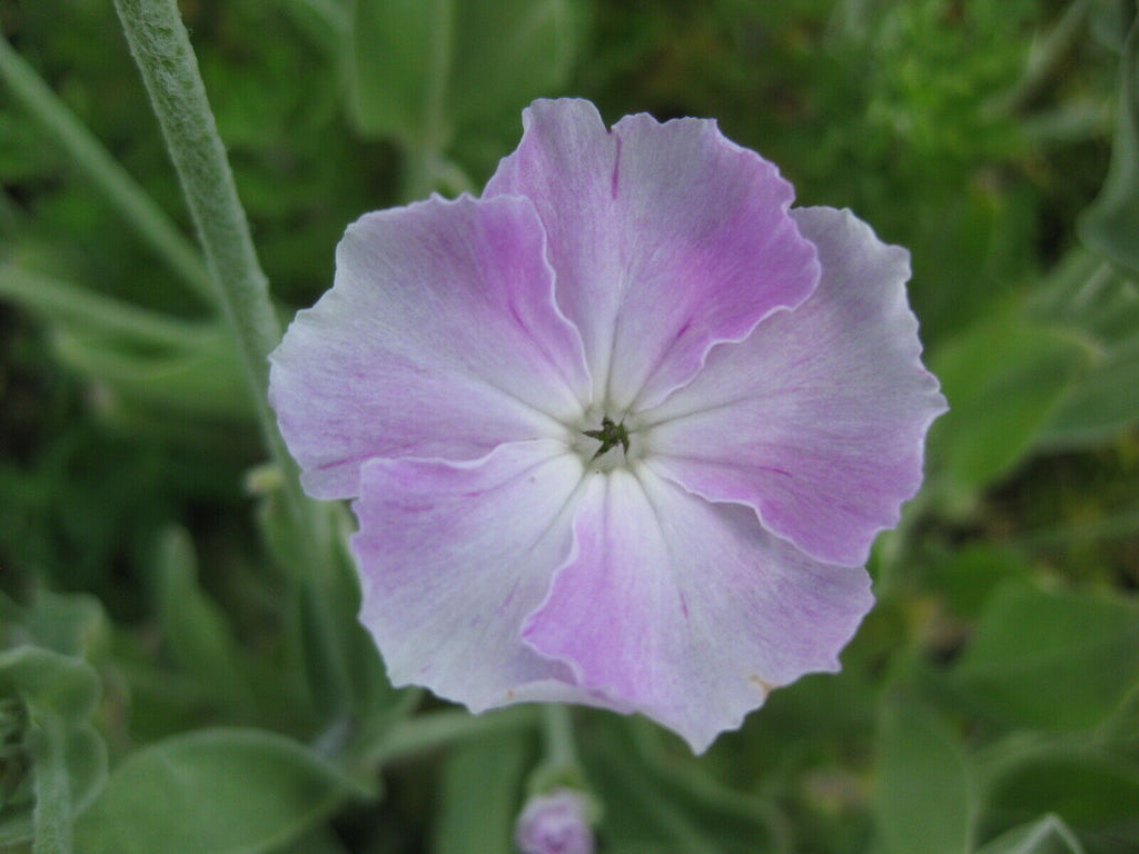 250+ Rose Campion 'Angels Blush' (Lychnis Coronaria Occulata) perennial seeds