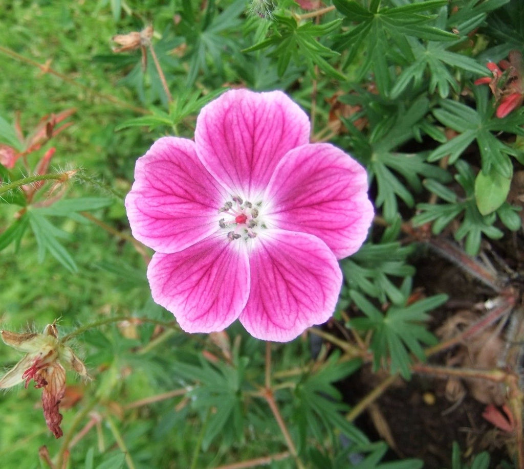 12 x 'Elke' Geranium Sanguineum Hardy Cranesbill seeds