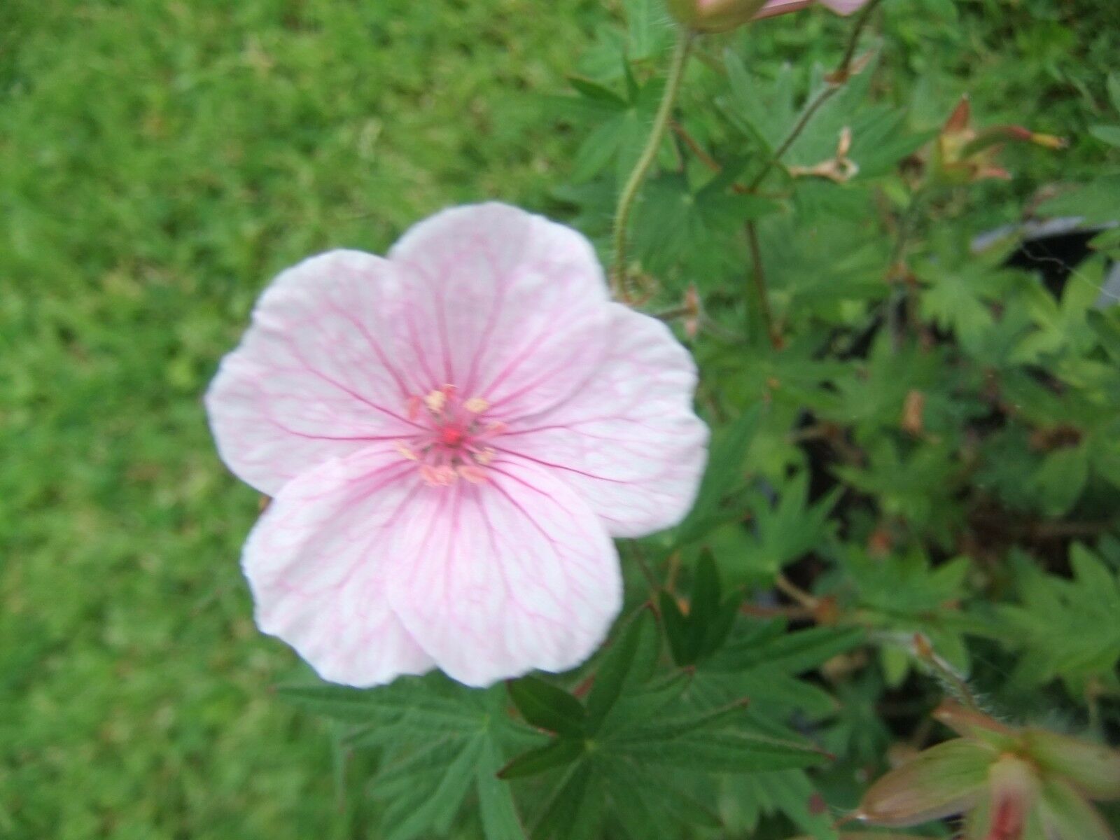 12 x 'Striatum' Geranium Sanguineum Hardy Cranesbill seeds