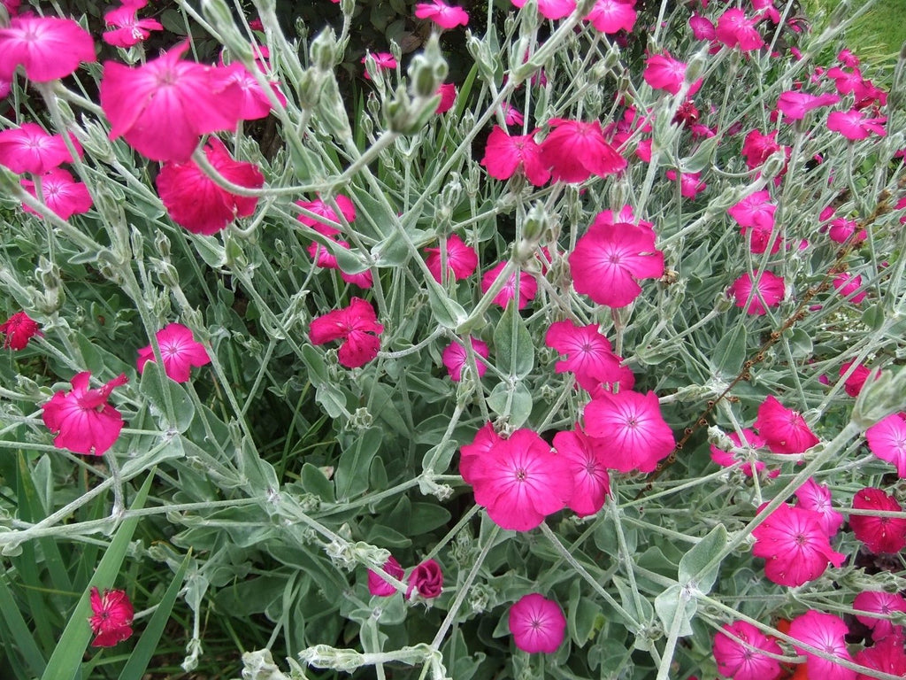 250+ Rose Campion (Lychnis Coronaria) perennial flower seeds