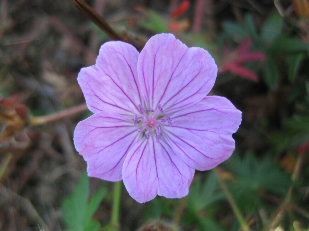 12 x 'Glenluce' Geranium Sanguineum Hardy Cranesbill seeds