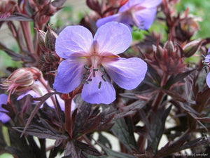 12 x 'Dark Reiter' Geranium Pratense Hardy Cranesbill seeds