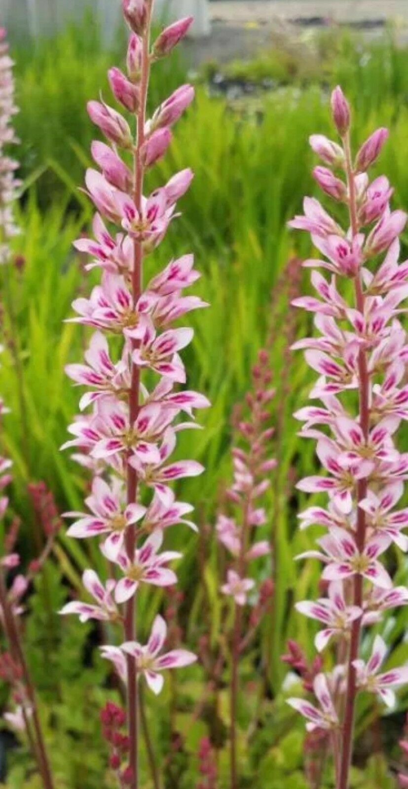 250+ Francoa Sonchifolia 'Bridal Wreath' perennial flower seeds